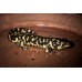 Salamandra tigre - Ambystoma tigrinum 